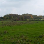 Czyżowice. Miejsce po dawnym założeniu dworsko-ogrodowym. Po II wojnie światowej w tym miejscu znajdował się kołchoz.