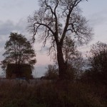 Dołhomościska. Pojedyncze pomnikowe lipy na terenie dawnego ogrodu.