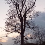 Dołhomościska. Pomnikowa lipa.