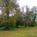 Ostrożec. Pomnikowe lipy na wzniesieniu ponad stawem.