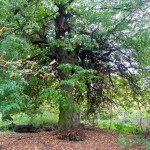 Ostrożec. Pomnikowa lipa.