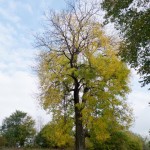 Ostrożec. Samotny jesion.