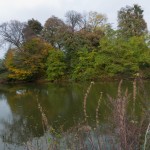 Ostrożec. Zachowany staw dworski, w tle resztki dawnego parku.