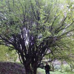Dereń jadalny (Cornus mas L.) w Arboretum Bolestraszyce