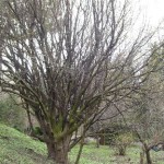 Dereń jadalny (Cornus mas L.) w Arboretum Bolestraszyce