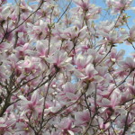 magnolie (2)