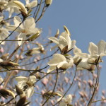magnolie2