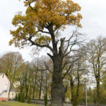 Ławrów (ukr. Лаврів). Pomnikowy dąb rosnący na terenie folwarku należącego do klasztoru Bazylianów.