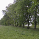 Sąsiadowice (ukr. Сусідовичі). Lipowy szpaler graniczny.