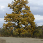 Sozań (ukr. Созань). Pomnikowy dąb na granicy założenia dworsko-ogrodowego Sozańskich.