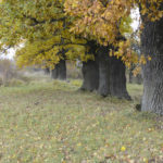 Sozań (ukr. Созань). Fragment szpaleru dębowo-lipowego na granicy założenia dworskiego.