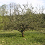 Zwór (ukr. Звір). Sad owocowy z pocz. w. XX.