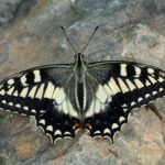 Papilio hospiton - Sardynia