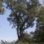 Szczepłoty (ukr. Щеплоти). Pojedyncze drzewa rosnące na koronie nowożytnych fortyfikacji ziemnych.