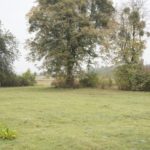 Hohołów (ukr. Гоголів). Samotna lipa na terenie dawnego ogrodu dworskiego.