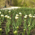 Łąka kwitnących białych tulipanów w odmianie Northcap